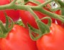Time Lapse – Tomato Plant HD